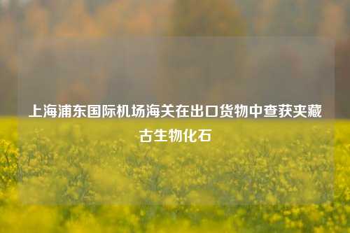 上海浦东国际机场海关在出口货物中查获夹藏古生物化石