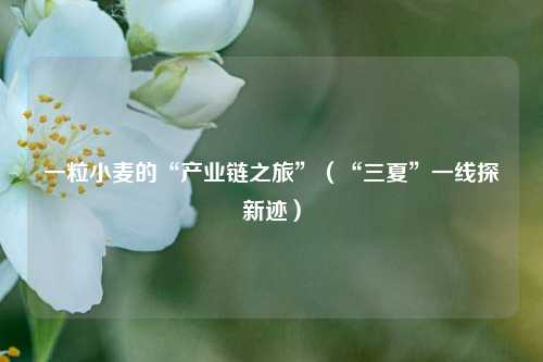 一粒小麦的“产业链之旅”（“三夏”一线探新迹）